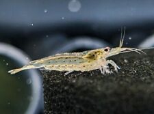 Amano shrimp freshwater for sale  FOREST ROW