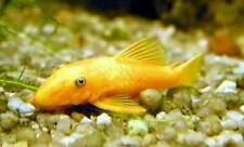 L144 ancistrus yellow for sale  IPSWICH