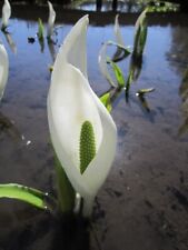 White skunk cabbage for sale  LOUTH
