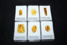 Cretaceous fossil amber for sale  WAKEFIELD