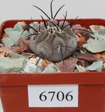 Copiapoa cinerea KK 610 /6706/ D30mm,own root for sale  Shipping to South Africa