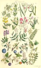 WILD FLOWERS. Tine-Tare Vetchling Pea Plum Sloe Blackthorn Cherry. SOWERBY 1890 usato  Spedire a Italy