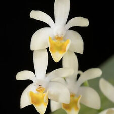 Phalaenopsis malipoensis minia for sale  Miami