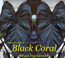 ~BLACK CORAL~ Colocasia esculenta Royal Hawaiian Elephant Ear sml potd PLANT for sale  Shipping to South Africa