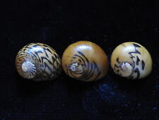 Sea shells neritodryas for sale  Shipping to Ireland