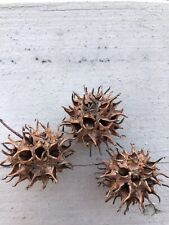Witches burr pods for sale  Greensboro