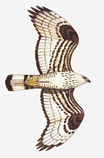 Honey buzzard flight for sale  COLNE