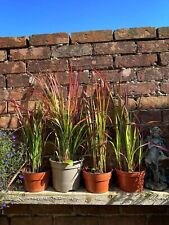 Red baron perennial for sale  TUNBRIDGE WELLS