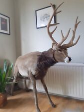 Hansa large reindeer for sale  AYLESBURY