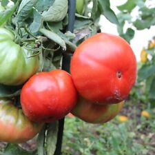 Tomatensamen brutus pflanzen gebraucht kaufen  Sinsheim