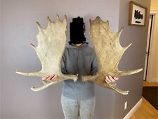 Shiras moose antler for sale  Moscow