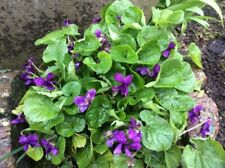 Scented wild violets for sale  SOUTHAMPTON