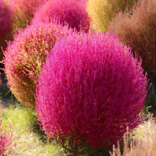 Kochia scoparia (grama arbusto ardente) 100 - 5.000 sementes •Flores raras de jardim | Reino Unido, usado comprar usado  Enviando para Brazil