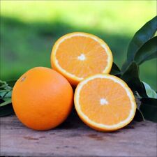 navel orange tree for sale  Winter Park