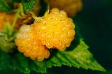 Salmonberry fruit bearing for sale  Saint Augustine