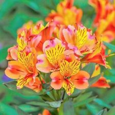Peruvian lily seeds for sale  Titusville
