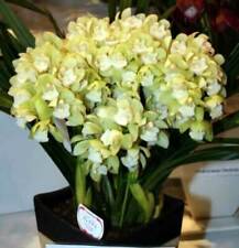 Orchid orquídea Cymbidium Pleiades fragrant (35 RP), usado segunda mano  Embacar hacia Spain