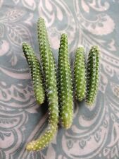 Monkey tail cactus for sale  ALFORD