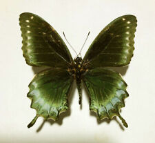 Papilionidae BATTUS DEVILLERS******male******CARIBBEAN/BAHAMAS for sale  Shipping to South Africa