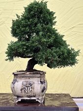 Joe bonsai chin gebraucht kaufen  Spiesen-Elversberg