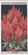 Flower Culture in Pots, 1925 - Wills Cigarette Card -  14 Celosia for sale  Shipping to South Africa