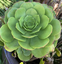 Succulent green rose for sale  Thousand Oaks