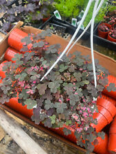 House plant oxalis for sale  Crosby