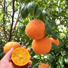 Cold hardy mandarin for sale  Yonkers