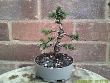 Spruce picea bonsai for sale  DUDLEY