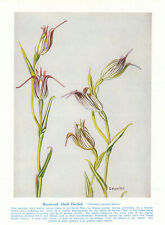Orquídea concha curva (Pterostylis recurva). Flores silvestres da Austrália Ocidental 1950, usado comprar usado  Enviando para Brazil