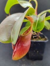 Nepenthes truncata dubia gebraucht kaufen  Bochum