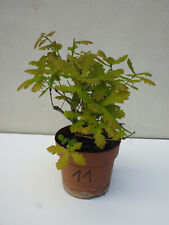 Mini bonsai niedliche gebraucht kaufen  Freiberg