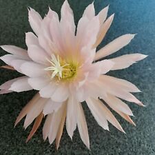 Epiphyllum pink plumes d'occasion  Loches
