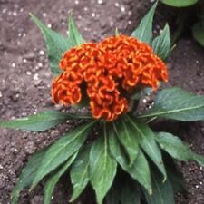 Cockscomb - (Celosia Cristata) - Naranja - 25 semillas - BOGO 50% de descuento VENTA segunda mano  Embacar hacia Argentina