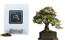 Lilac bonsai seeds for sale  LONDON