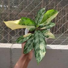 Aglaonema Commutatum Variegated Albo Rare - Ship With DHL Express for sale  Shipping to South Africa