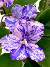 African violet feeriya for sale  Hampstead