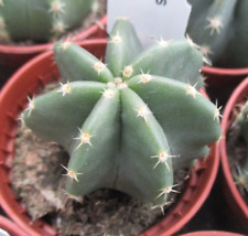 Echinocereus subinermis slow for sale  BRISTOL