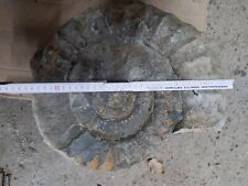 Ammonit xxl groß gebraucht kaufen  Espenau