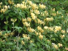 Honeysuckle halliana fast for sale  HUDDERSFIELD