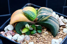 Gorgeous gasteria armstrongii for sale  Downey