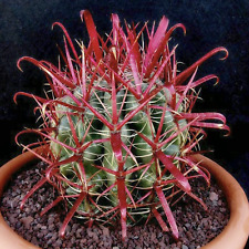 Root ferocactus gracilis for sale  Tucson