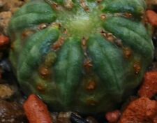 Euphorbia obesa monstruosus usato  Napoli