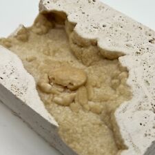 Used, Pleistocene Fossil Crab in Travertine Tile - Denizli, Turkey. Beautiful Potamon for sale  Shipping to South Africa