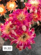 echinopsis lobivia "SA 323" hybrid astrophytum ariocarpus rare  for sale  Shipping to South Africa