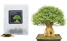 Crepe myrtle bonsai for sale  Shipping to Ireland