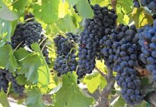 Cabernet sauvignon grape for sale  New York
