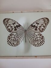 Papillon naturalise d'occasion  Crécy-la-Chapelle
