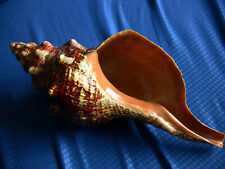Beautiful horse conch for sale  Miami