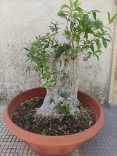 Bonsai olivo yamadori. usato  Toritto
